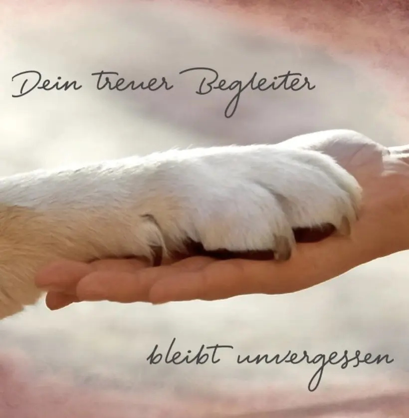 Condolence image of Wenke mit Lilli im❤️