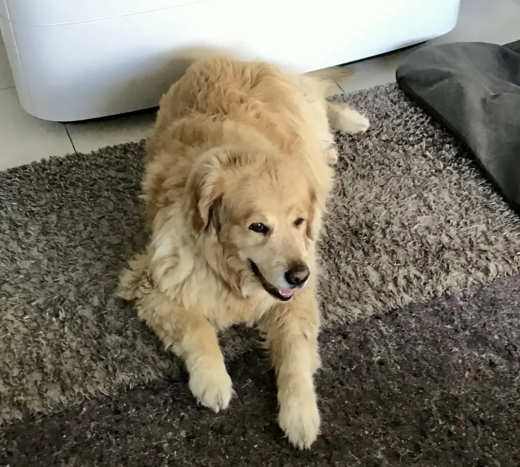 Condolence image of Angelika mit Luna ❤️