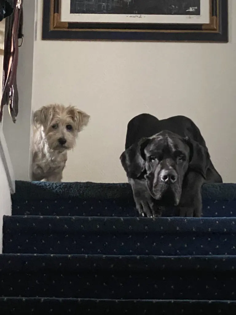 Condolence image of Eva mit Emma im Herzen