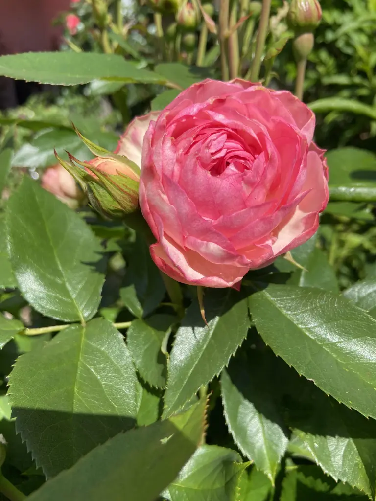 Condolence image of Wenke mit Lilli im❤️