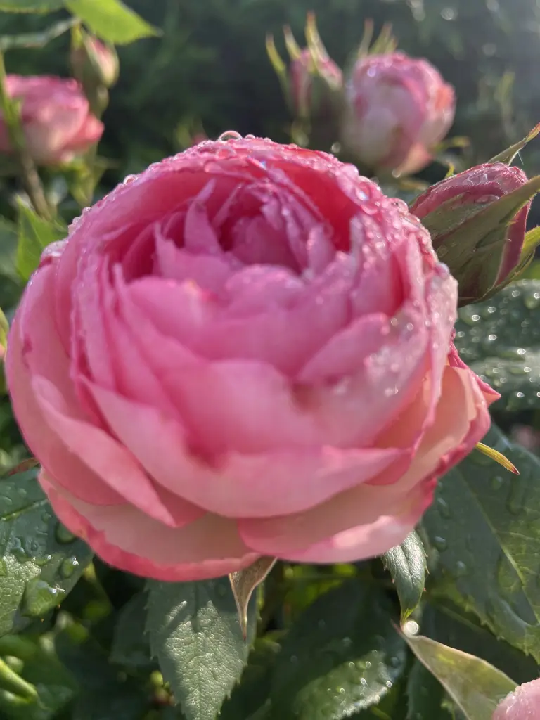 Condolence image of Schöne Pfingsten ❤️