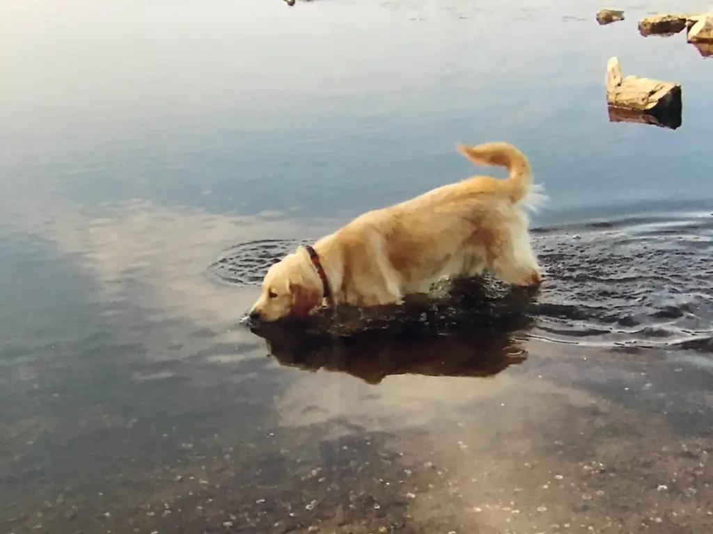 Condolence image of Angelika mit Luna ❤️