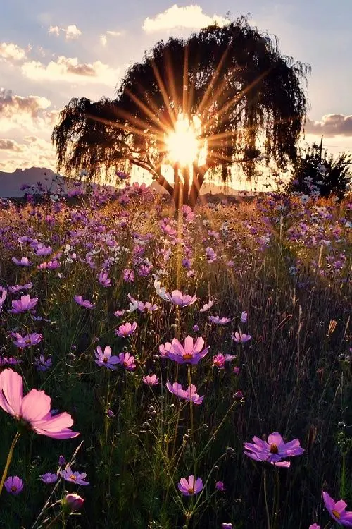 Condolence image of In liebevollem Gedenken♡