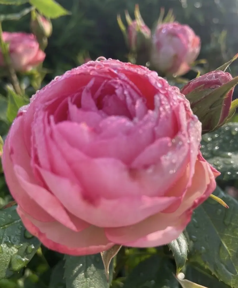 Condolence image of Wenke mit Lilli im❤️