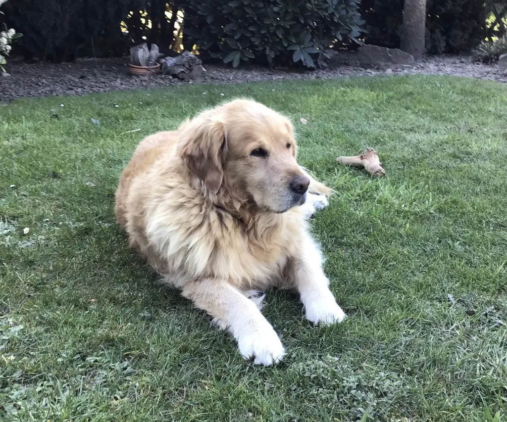 Condolence image of Angelika mit Luna ❤️⭐️