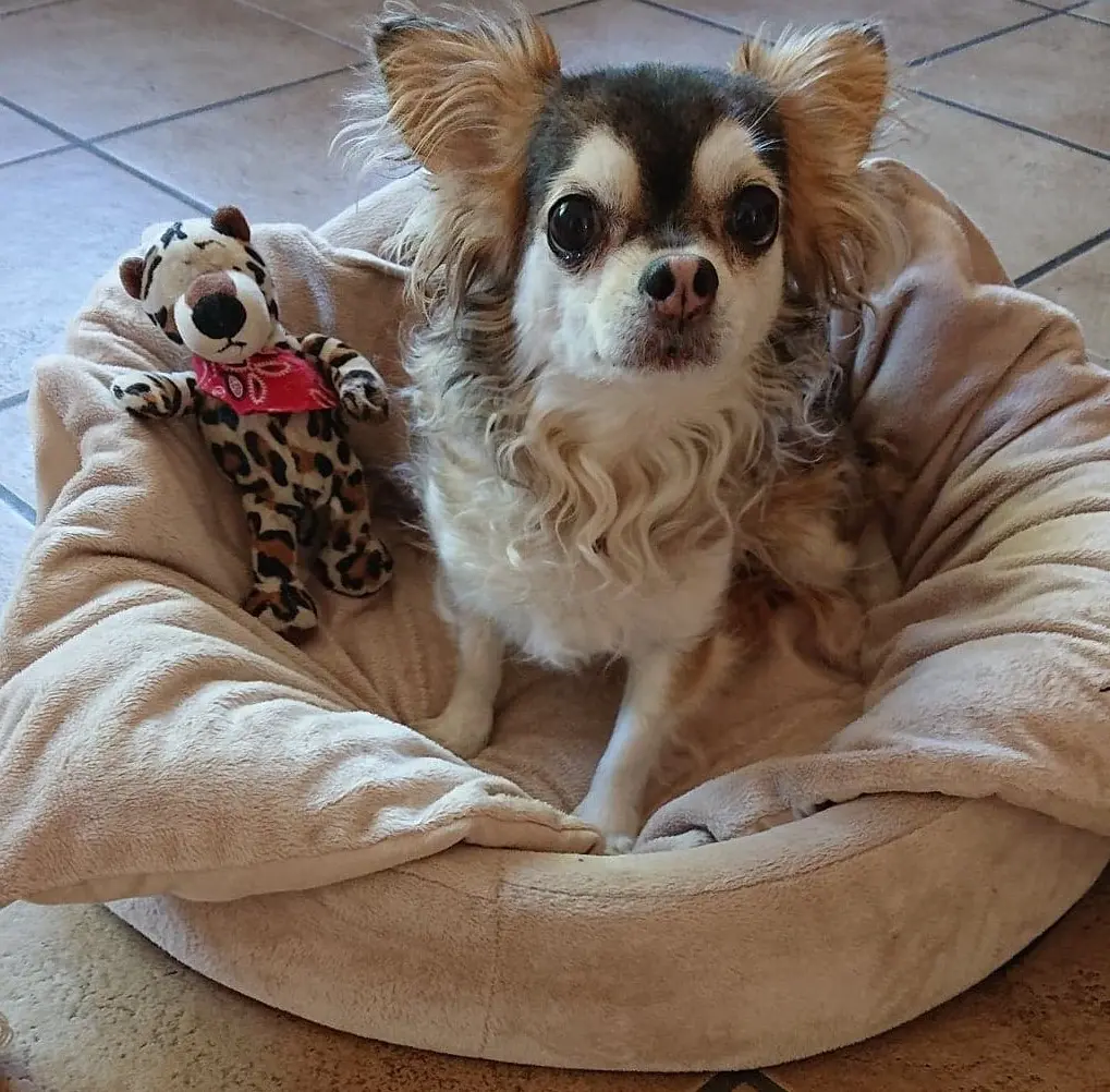 Condolence image of Balu