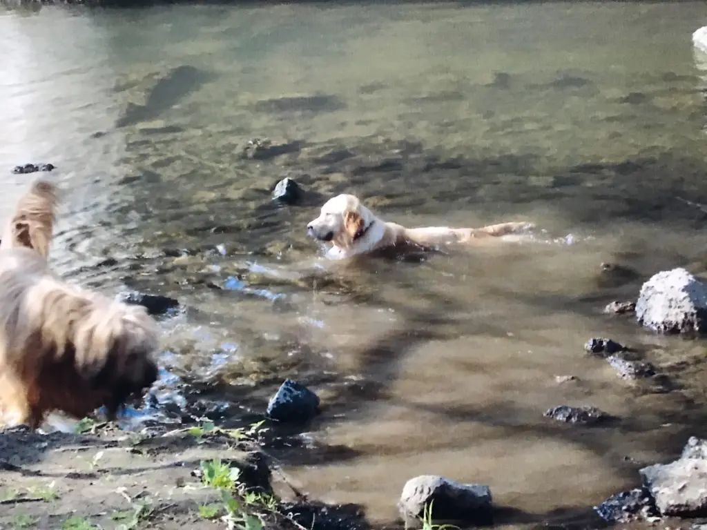 Condolence image of Angelika mit Luna ❤️⭐️