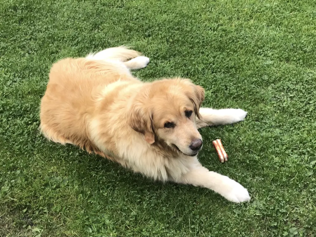 Condolence image of Angelika mit Luna ❤️⭐️