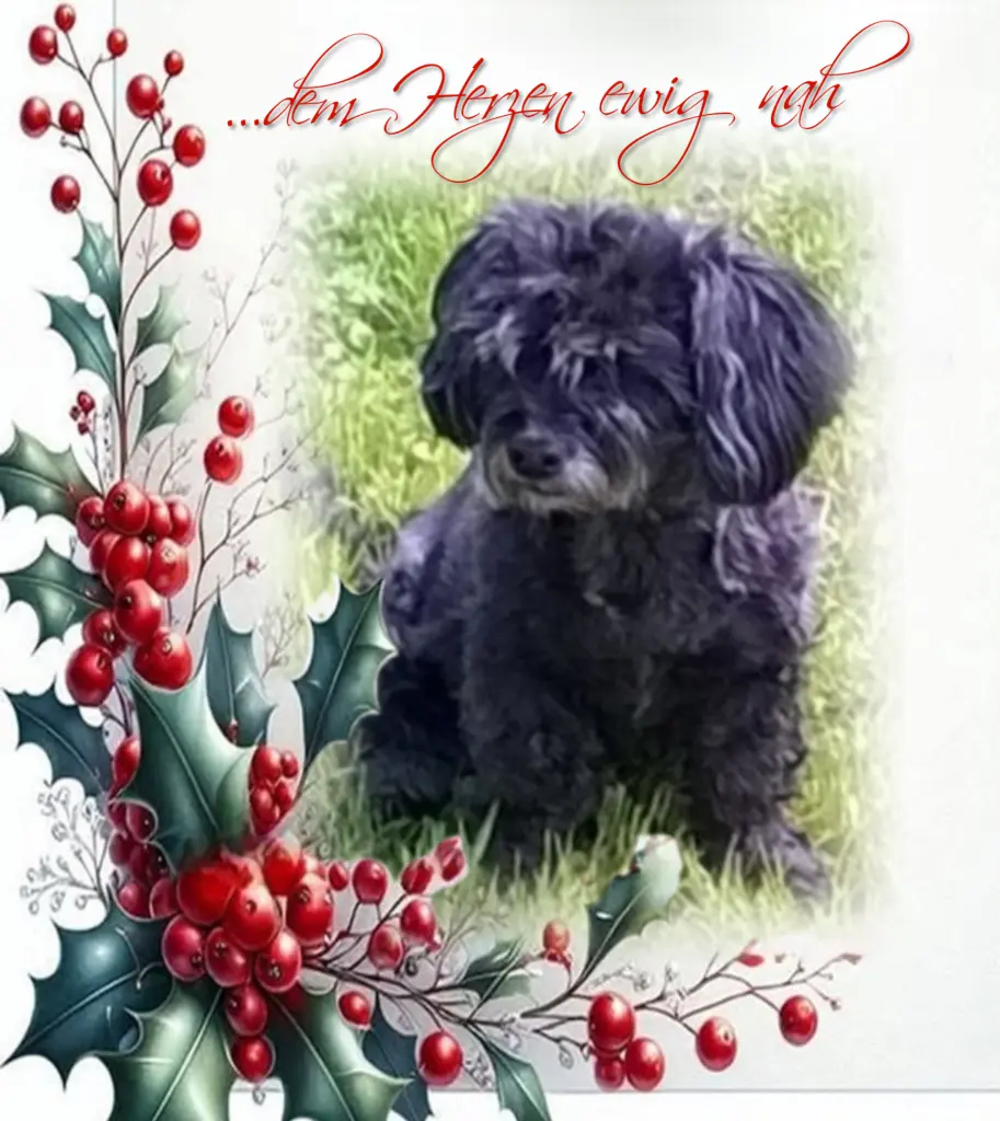 Condolence image of Fiby♥️ geliebt♥️ und unvergessen♥️