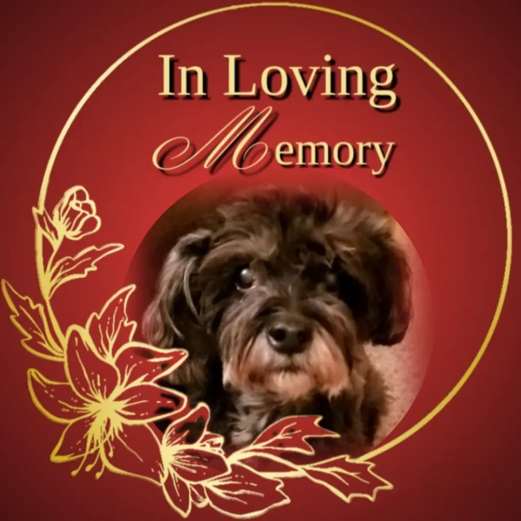 Condolence image of Fiby♥️ geliebt♥️ und unvergessen♥️