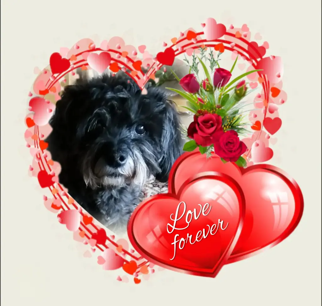 Condolence image of 🌹Fiby🌹 geliebt♥️ und unvergessen♥️