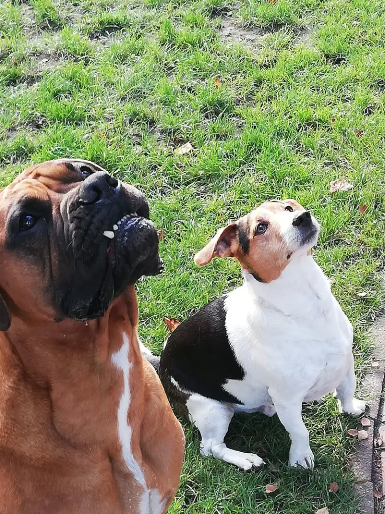 Condolence image of Danny und Ute mit Pakko und Stinkepeed