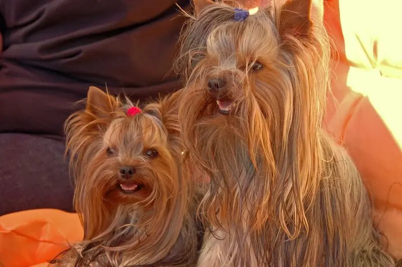 Condolence image of Anna-Maria mit den Yorkies TYKE & TRIXIE im Herzen