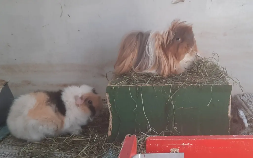 Image from Horst
