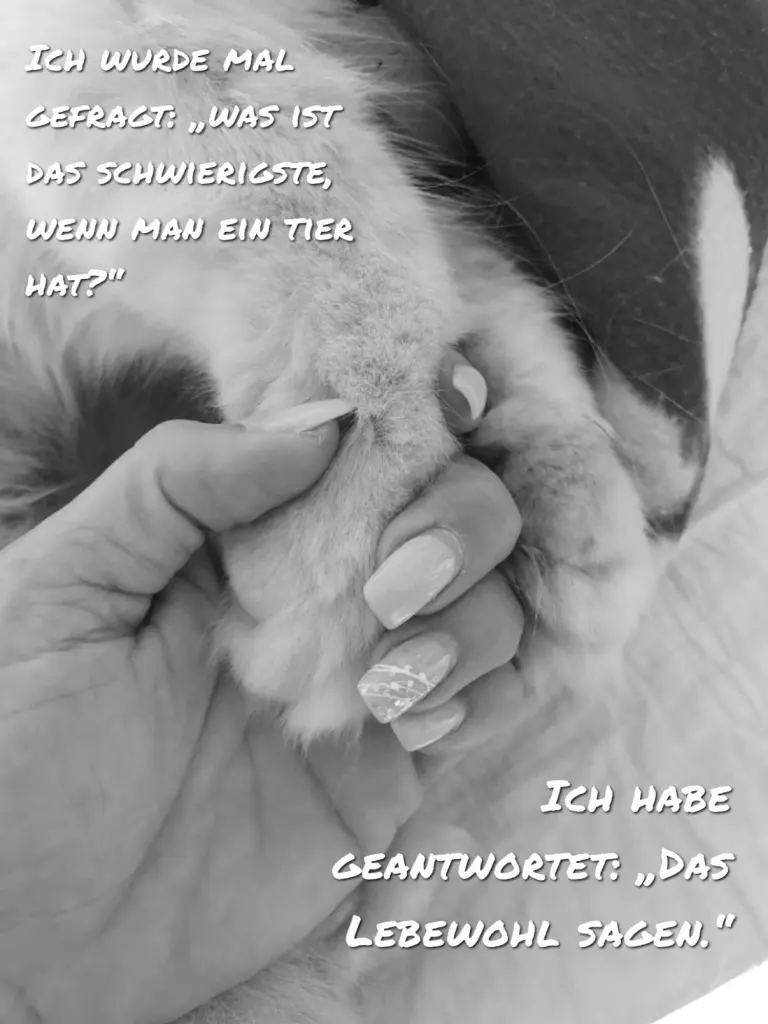 Image from Bailey