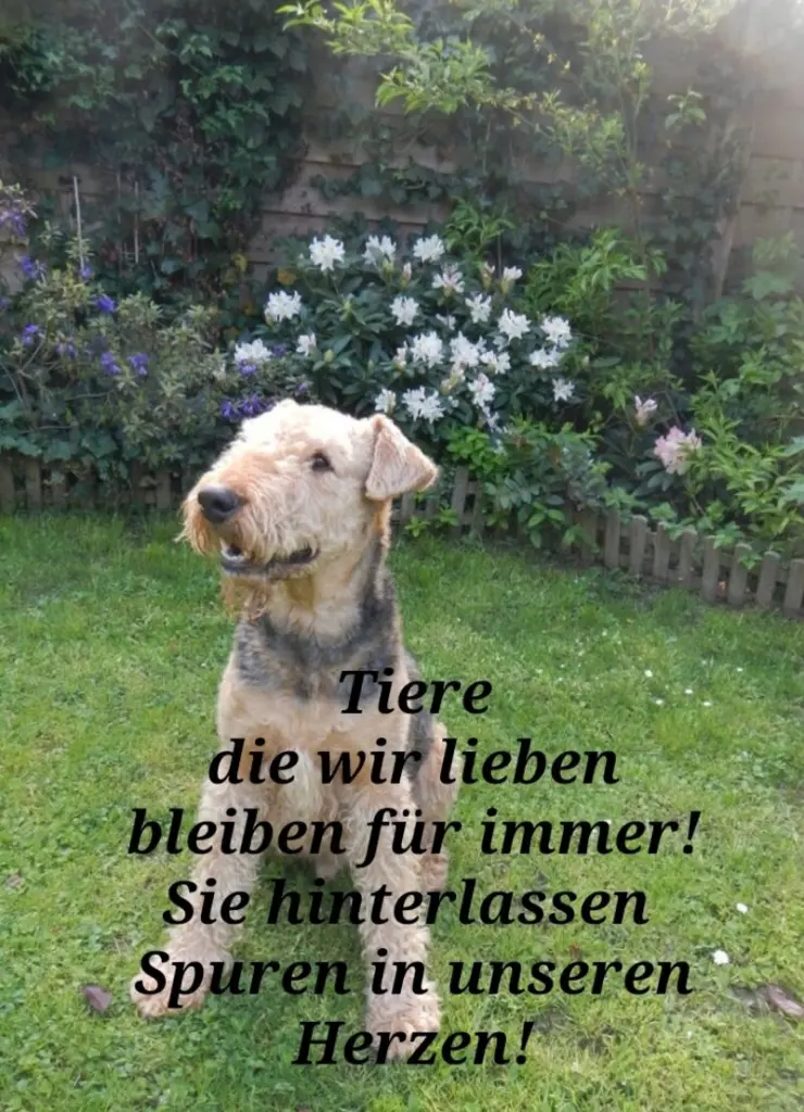 Condolence image of Angelika Schäfer