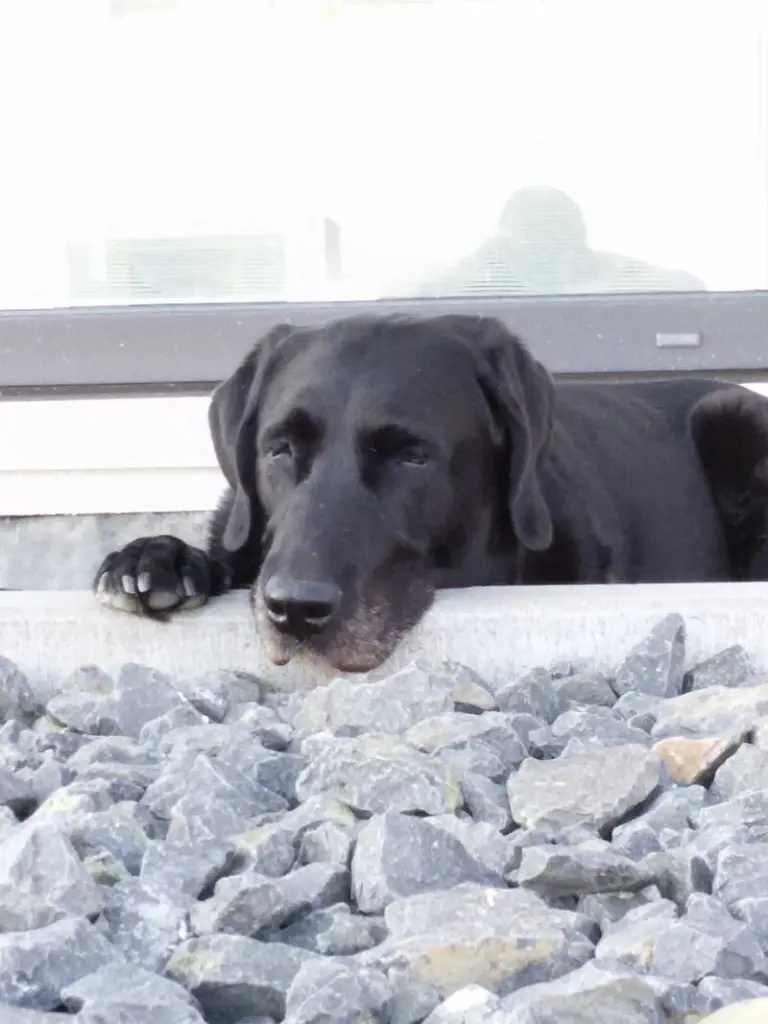 Condolence image of Günter