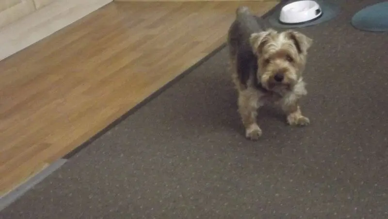 Andachtsbild von Evelin