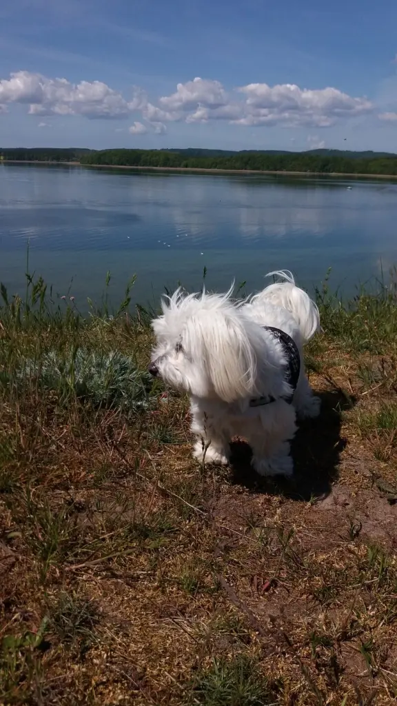 Andachtsbild von Elena 