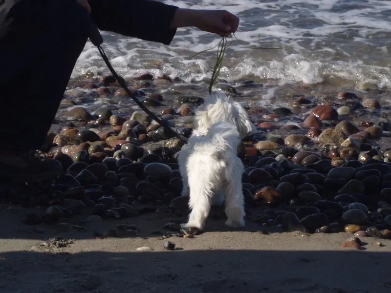 Andachtsbild von Elena mit Jack im ❤️