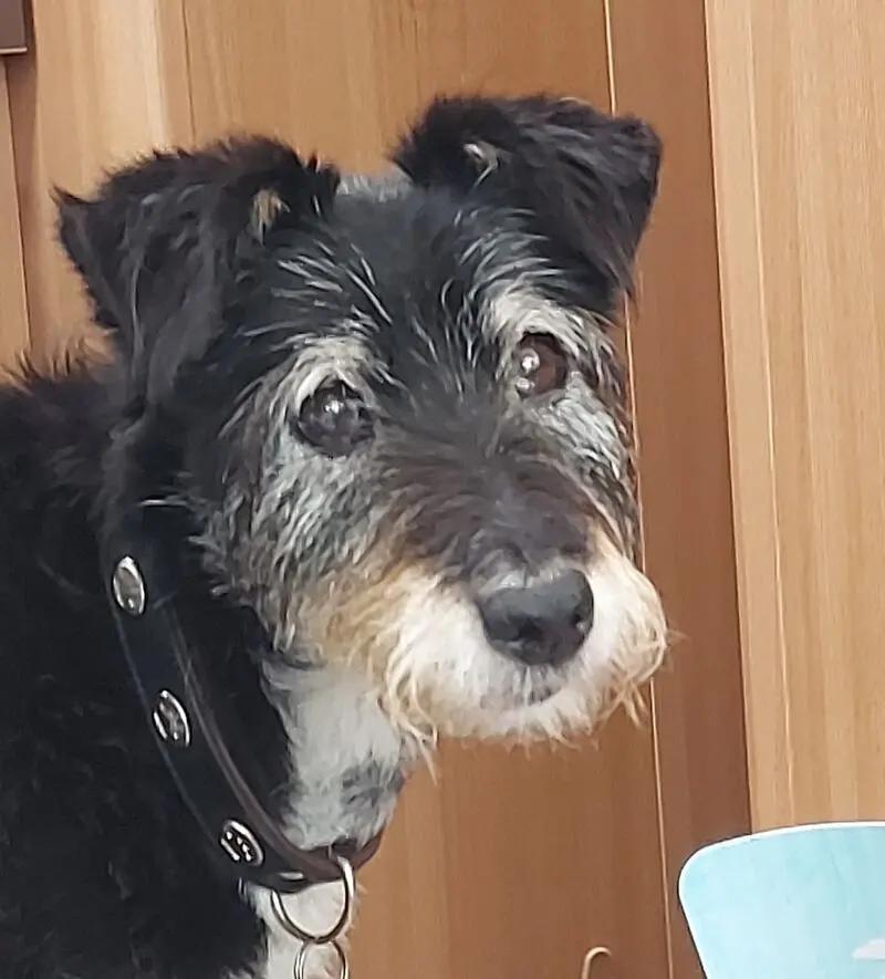 Andachtsbild von Ruth mit Drago