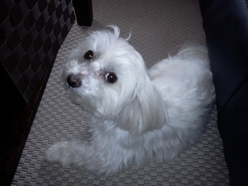 Andachtsbild von Elena mit Jack im ❤️