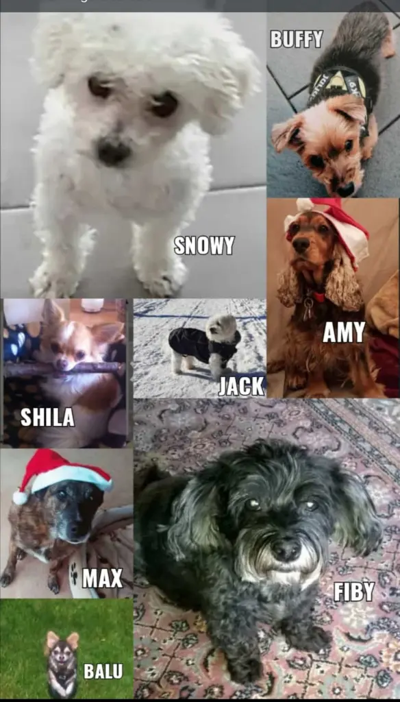 Andachtsbild von Gaby mit Snowy ❤️