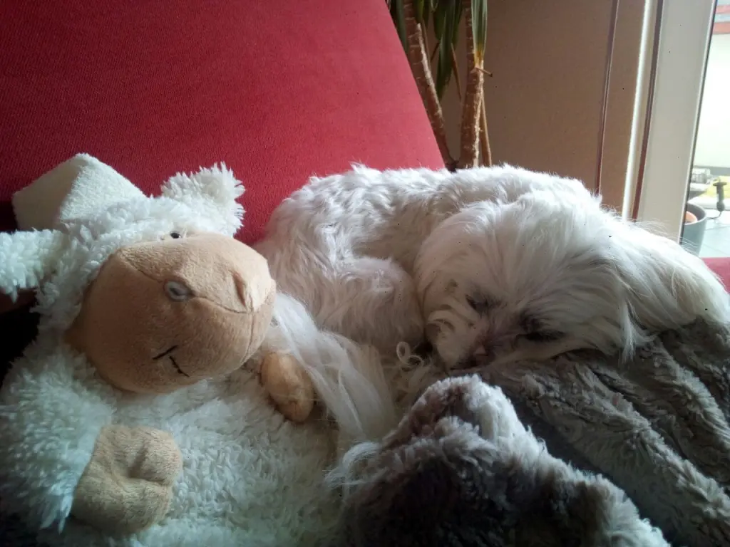 Andachtsbild von Elena