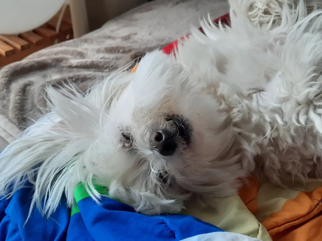 Andachtsbild von Elena