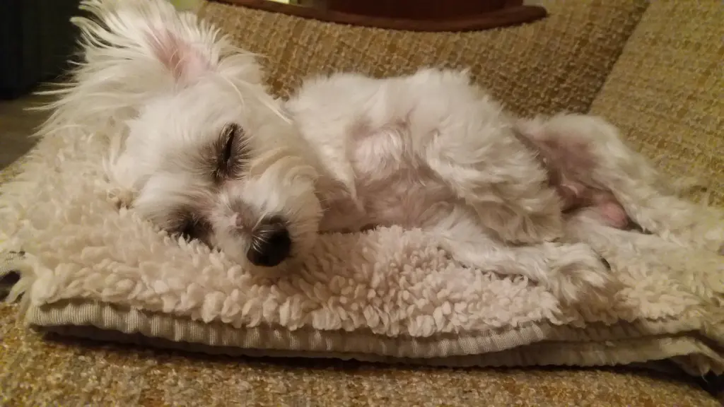 Andachtsbild von Diis Mami