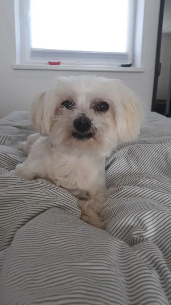 Andachtsbild von Diis Mami