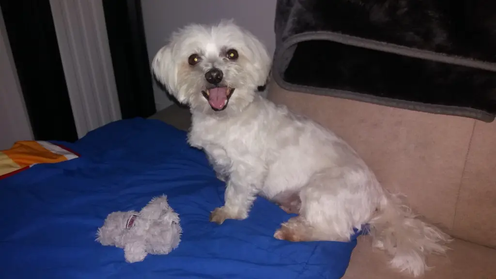 Andachtsbild von Diis Mami