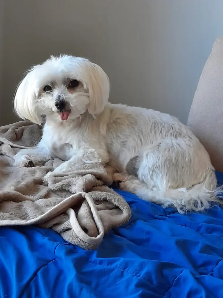 Andachtsbild von Diis Mami