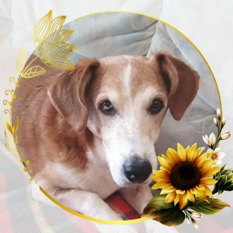 Condolence image of Hildegund Weiß