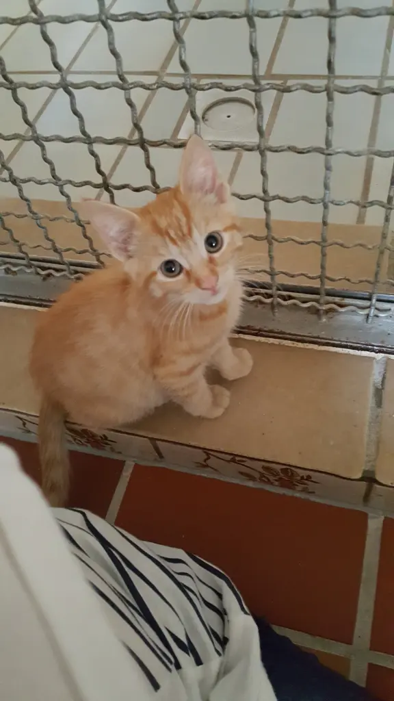 Image from Simba
