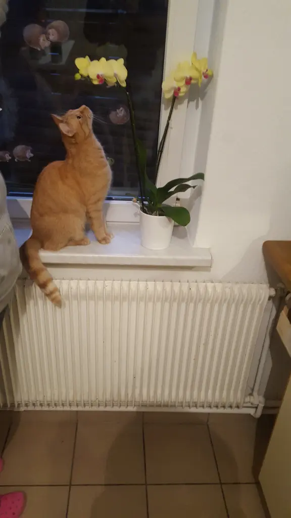 Image from Simba
