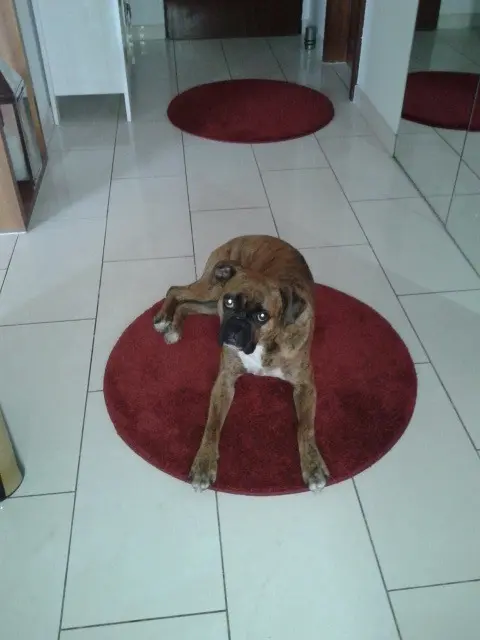 Image from Anka