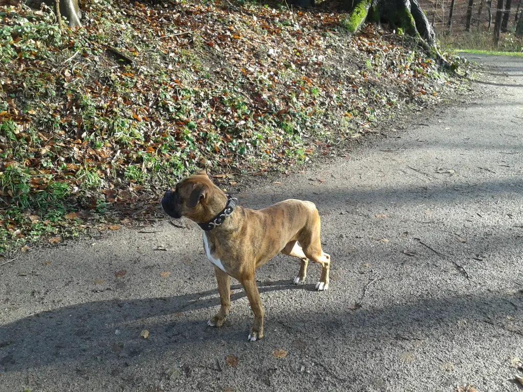 Image from Anka