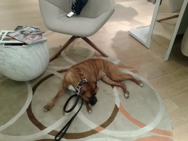 Image from Anka