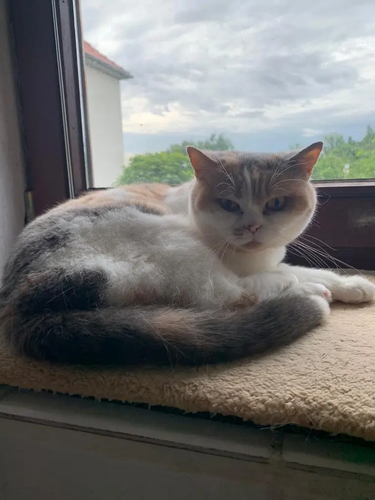 Image from Cleo