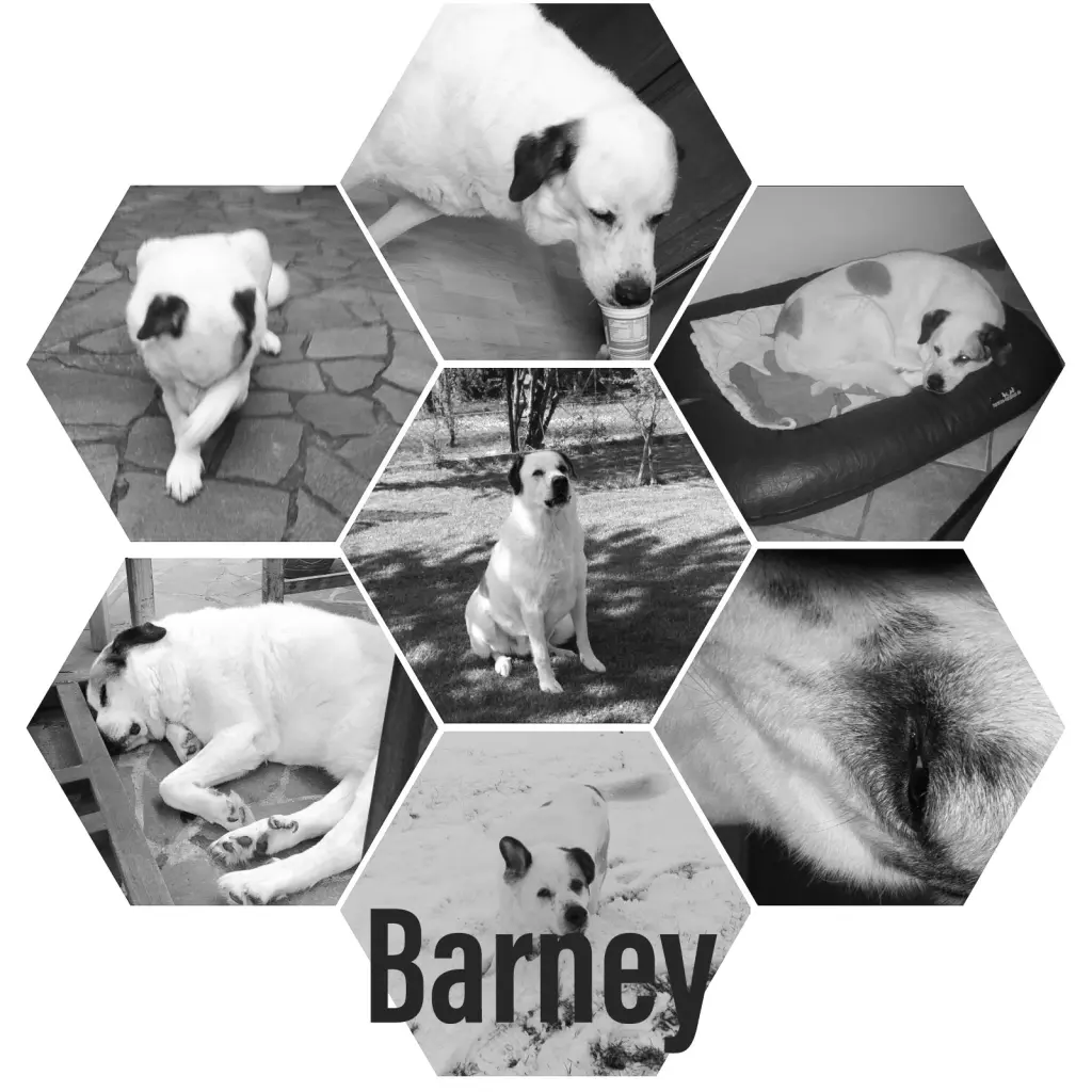 Image from Barney
