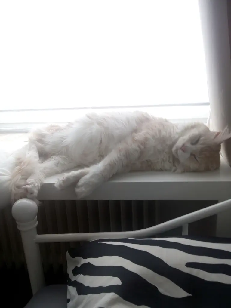 Image from Simba