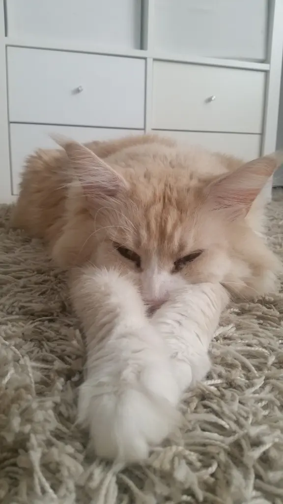 Image from Simba