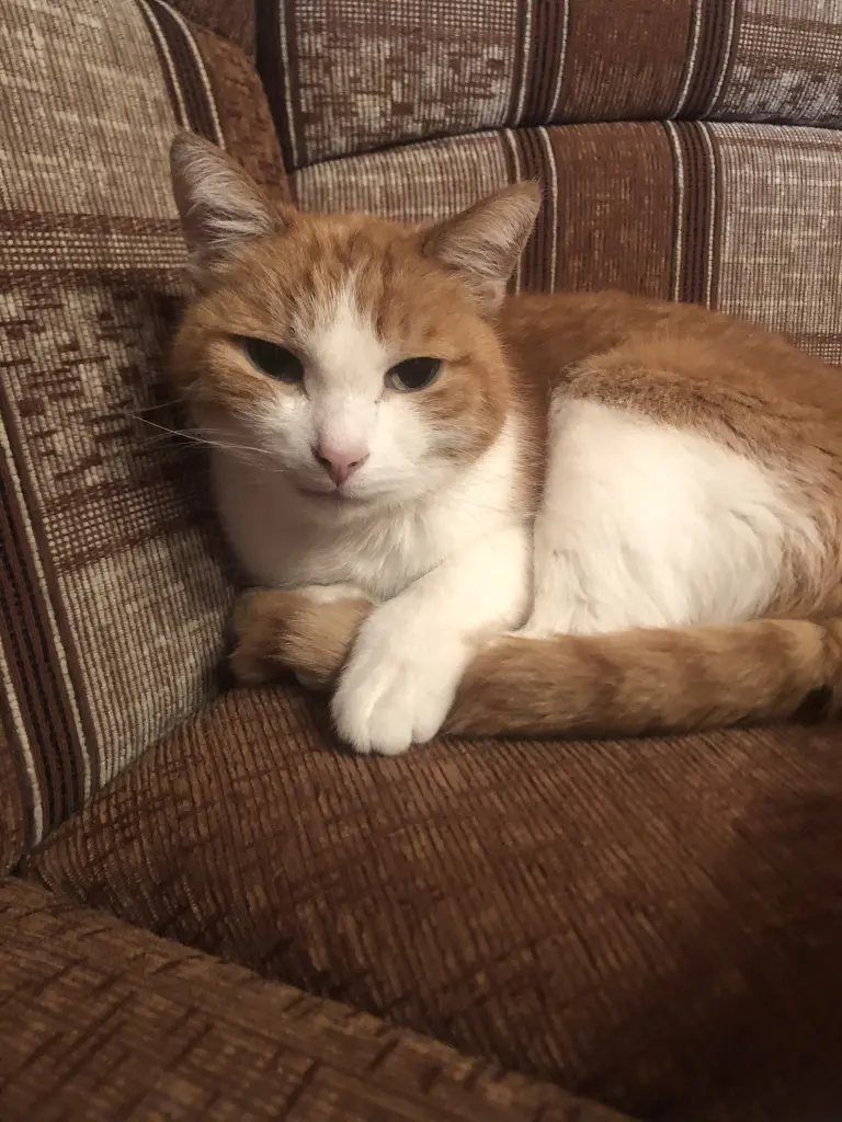Image from Garfield