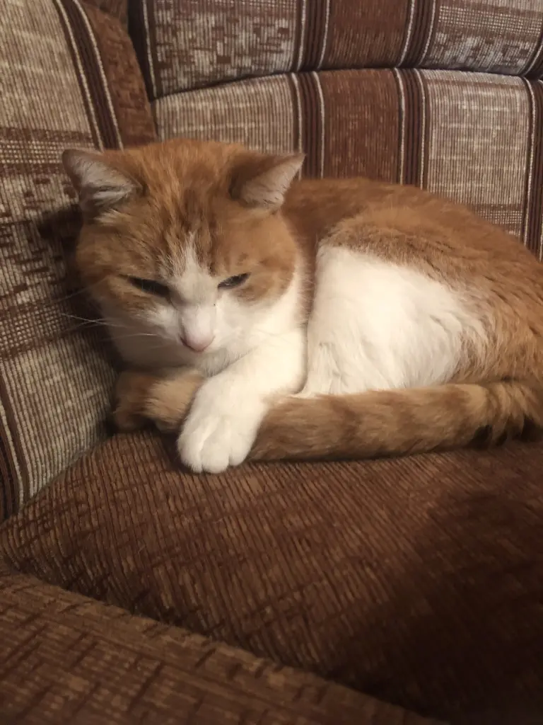Image from Garfield
