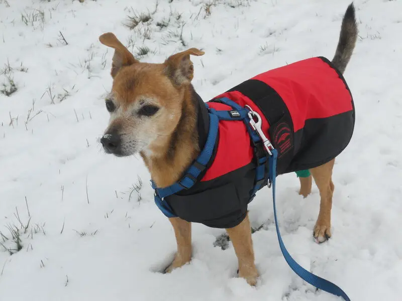 Andachtsbild von Conny mit Tino und Picco im Herzen und Pepino an meiner Seite