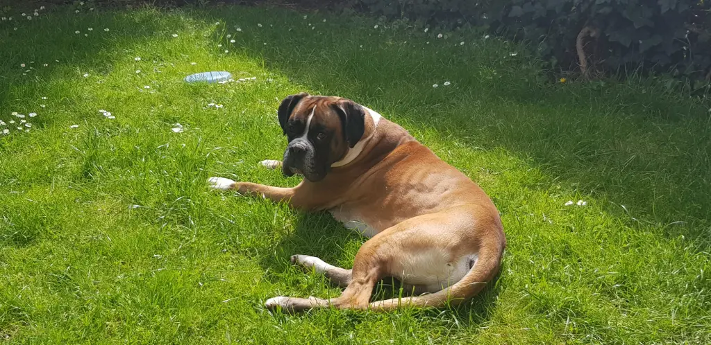 Andachtsbild von Heike