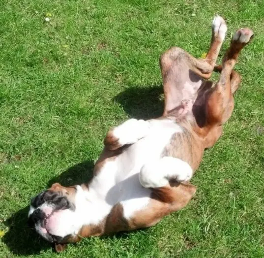 Andachtsbild von Karina und Jörg mit Floyd im ❤ 