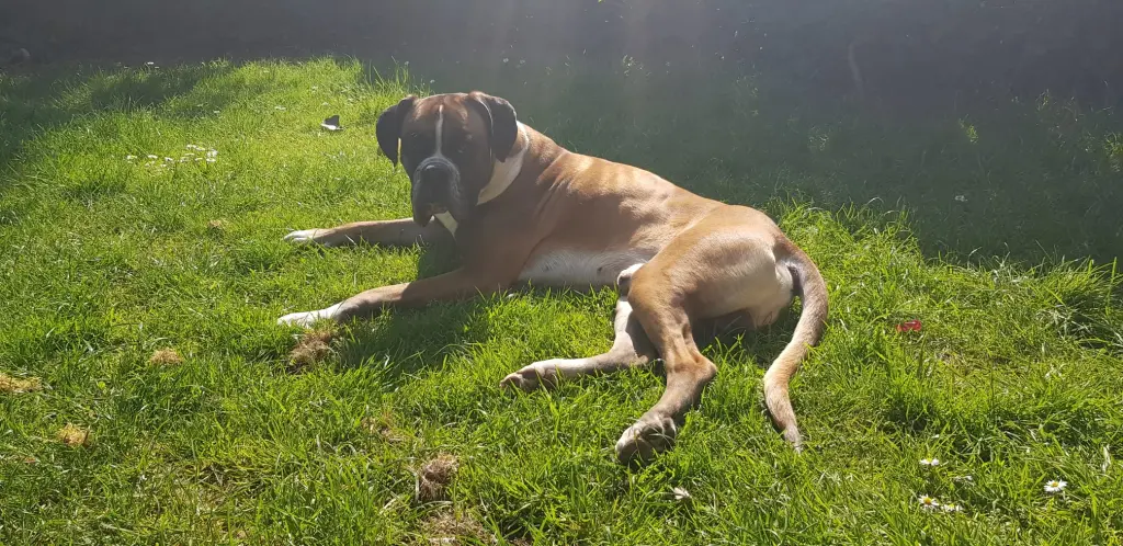 Andachtsbild von Heike