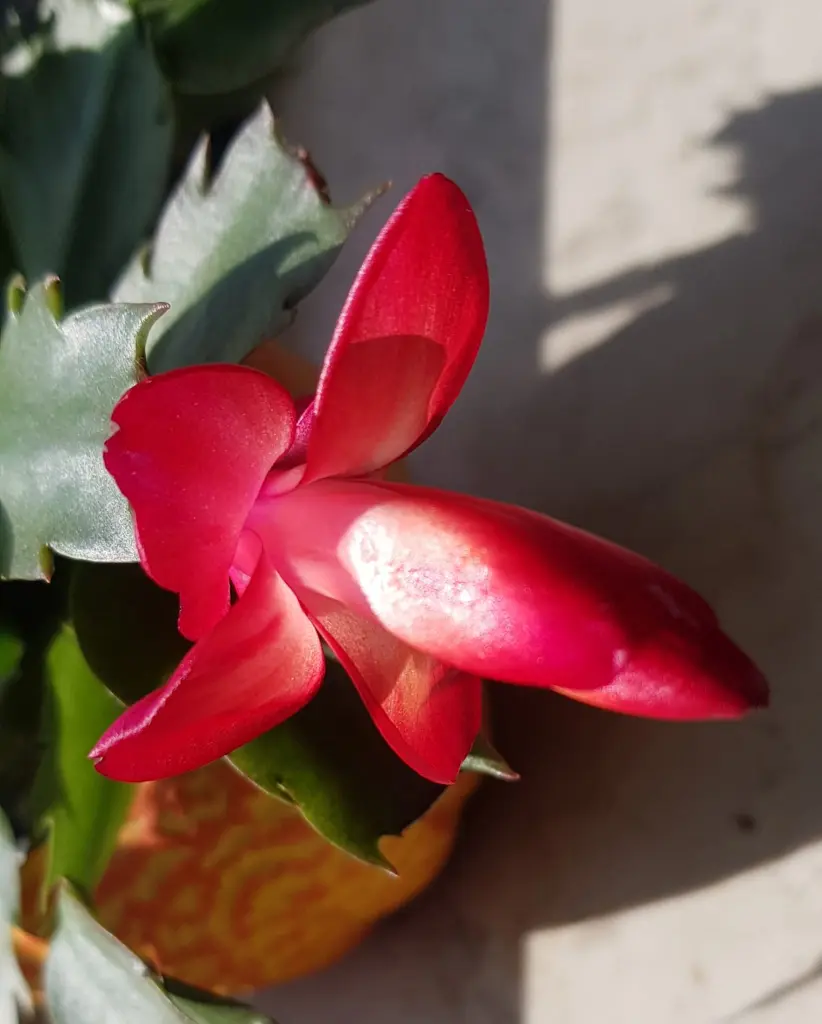 Andachtsbild von Heike